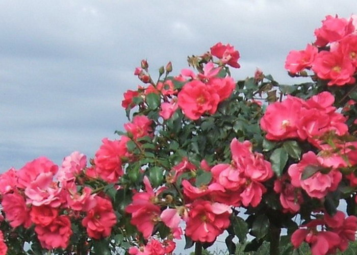 Talajtakaró rózsa / San Remo